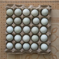散养绿壳鸡蛋/儿童绿壳蛋价格/耘竹农场
