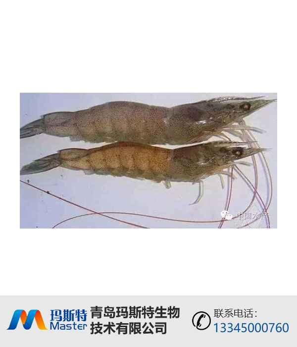 小龙虾发酵剂代加工|微生物饲料添加剂|玛斯特
