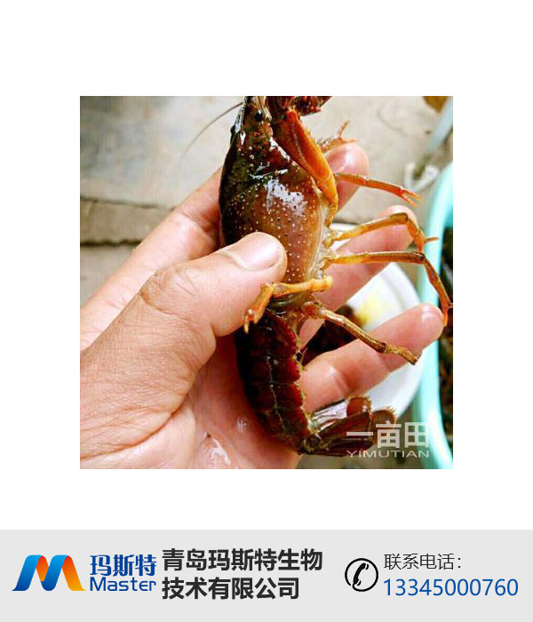 小龙虾发酵剂代加工|微生物饲料添加剂|玛斯特