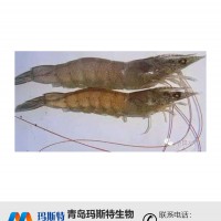 小龙虾发酵剂代加工|水产饲料添加剂|玛斯特