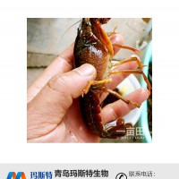 小龙虾发酵饲料生产厂家|益生菌饲料添加剂|玛斯特