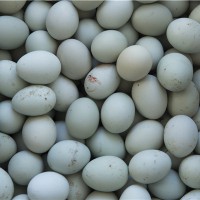 散养绿壳鸡蛋批发/无污染绿壳蛋经销商/耘竹农场