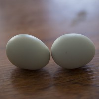 散养绿壳鸡蛋/苏禽绿壳鸡蛋批发/耘竹农场