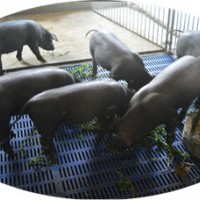 有机黑猪肉厂家_黑猪生态养殖_源丰润
