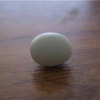 散养绿壳鸡蛋批发/便利店绿壳蛋多少钱/耘竹农场