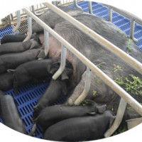 绿色黑猪肉厂家_源丰润黑猪肉品牌_源丰润